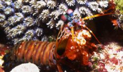 Mantis Shrimp by David Spiel 